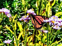 Monarch Butterfly on Purple Wildflower by Susan Savad