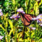 Signew-monarchbutterflyonpurplewildflower