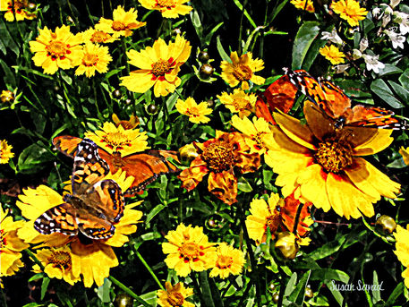 Sigtnew-orangebutterfliesonyellowflowers