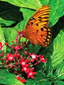 Orange Butterfly on Kalanchoe von Susan Savad