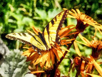 Tiger Swallowtail on Yellow Wildflower von Susan Savad