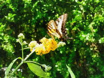 Yellow Swallowtail on Yellow Lantana by Susan Savad
