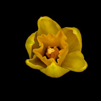 Blüte einer Narzisse 1 von hr1000