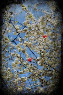 Spring Blossom von CHRISTINE LAKE