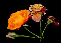 roses by sylvie  léandre