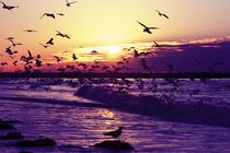 Hundreds of seagulls at the north sea coast in the Netherlands at sunset by nilaya