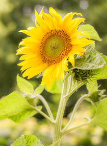 Sonnenblume by Michael  Seichter