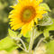 Sonnenblume-artflakes-6000x4000-1-von-1
