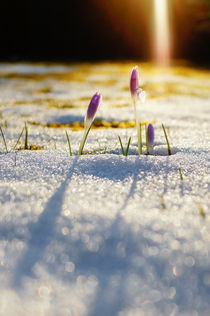 Crocus in snowy meadow by Thomas Matzl