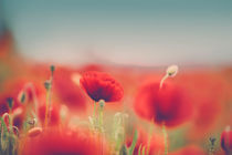 Summer Poppy Meadow by Nailia Schwarz