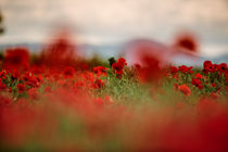 Summer Poppy Meadow von Nailia Schwarz