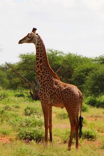 Majestätische Giraffe by ann-foto