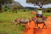 Zebras brauchen keinen Zebrastreifen by ann-foto