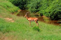 Gazelle, Reh, Tsavo East by ann-foto
