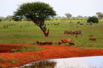 Die Savanne in Tsavo East by ann-foto