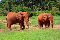 Rote Elefanten in Tsavo East von ann-foto