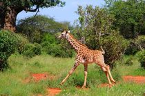 Rennende Giraffe in Tsavo East by ann-foto