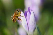 Biene auf der Krokusblüte von Bernhard Kaiser