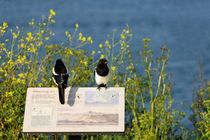 Magpies Keeping Watch, Pendennis Point von Rod Johnson
