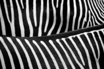 Zebrastreifen - stripes von gugigei