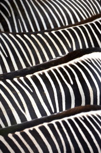 stripes - Hochformat by gugigei