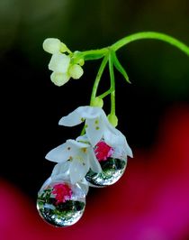 Rain drops on a tiny little white flowers by Yuri Hope