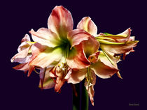 A Lovely Pink and White Amaryllis by Susan Savad