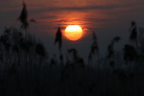 Sonnenaufgang im Vorsfelder Drömling von Jens L. Heinrich