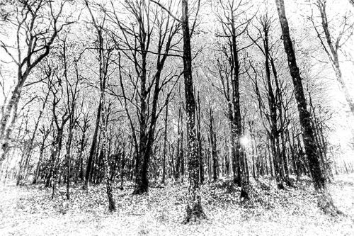 Mono-snow-forest