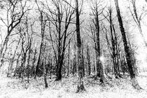 Monochrome Snow Forest Art by David Pyatt