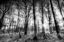 The Forest Of Haunting von David Pyatt