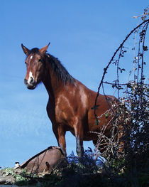 Pferde in Spanien von Jeoma Flores