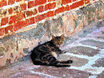 Cat Against Stone by Susan Savad
