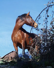 Horse von Jeoma Flores