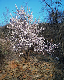 Blühender Mandelbaum von Jeoma Flores
