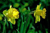 Sunlight Daffodils by Rod Johnson