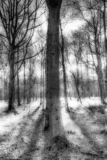 The Forest of Ghosts von David Pyatt