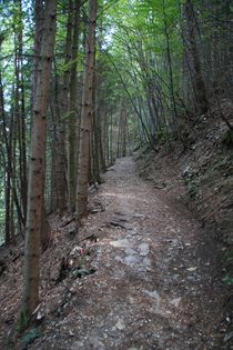 Waldwanderweg von raven84