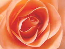Rose, orange von darlya