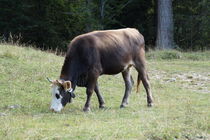 Kuh in den Bergen by raven84