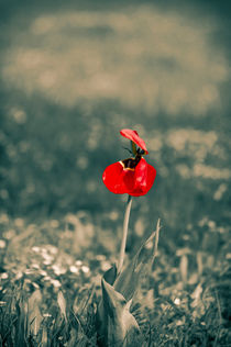 Lonely Red Flower von cinema4design