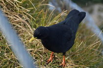 schwarzer Vogel von raven84