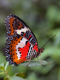 Schmetterlings-Makro, Bortenfalter (cethosia), tropical butterfly, von Dagmar Laimgruber