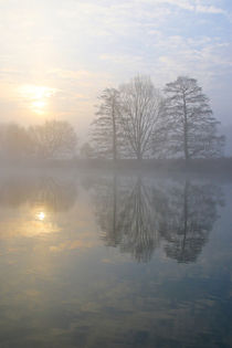 Nebel, Licht und Bäume 2 von Bernhard Kaiser