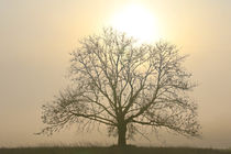 Baum in der Nebelsonne von Bernhard Kaiser