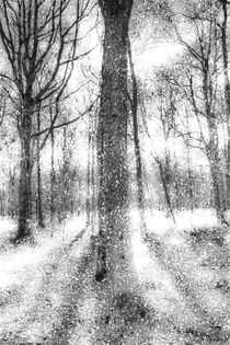Forest Of Ghosts And Snow by David Pyatt