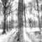 Snow-forest-2