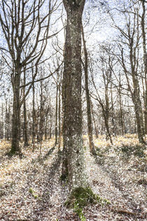 English Snow Forest by David Pyatt
