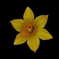 gelbe Blüte einer Narzisse 2 von hr1000