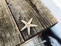 Sea Star by Azzurra Di Pietro
